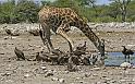 237 Etosha NP, giraf, oorgier en witruggier